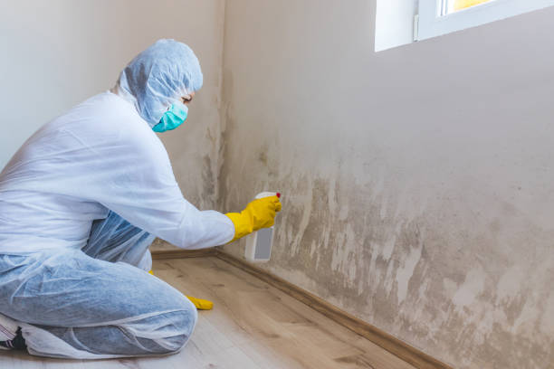 Mold Remediation specialist working in Dublin